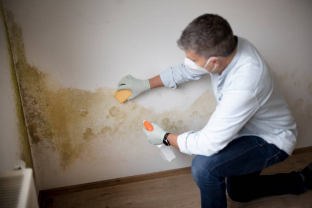 Best Attic Mold Removal  in Rockford, MN